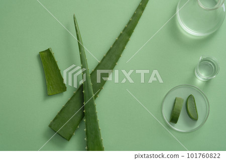 Erlenmeyer flask and beaker containing Aloe vera gel arranged with glass petri of Aloe vera slices. Aloe vera (Aloe barbadensis miller) is effective in treating gingivitis 101760822