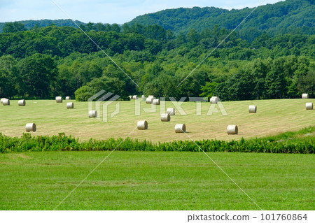 Barley culm roll seen in Kushiro Plain in summer 101760864