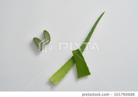 Scene of fresh aloe vera leaves and slices isolated on white background. Aloe vera has many health and beauty benefits. Aloe vera gel provides water, replenishes moisture, and moisturizes the skin. Scene of fresh aloe vera leaves and slices isolated on white background. Aloe vera has many health and beauty benefits. Aloe vera gel provides water, replenishes moisture, and moisturizes the skin. 101760886