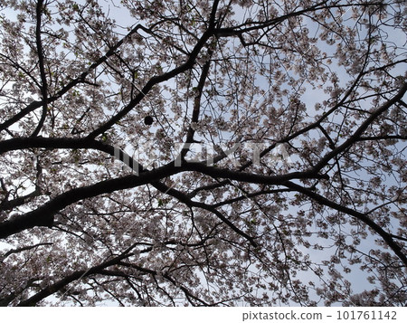 Fujieda City, Shizuoka Prefecture Cherry blossoms along the Tochiyama River Cherry blossoms in full bloom Spring nostalgic landscape photography Fujieda City, Shizuoka Prefecture Cherry blossoms along the Tochiyama River Cherry blossoms in full bloom Spring nostalgic landscape photography 101761142