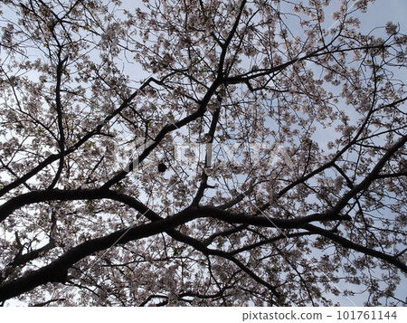 靜岡縣藤枝市 栃山川沿岸的櫻花 盛開的櫻花 春天的懷舊風景攝影 101761144