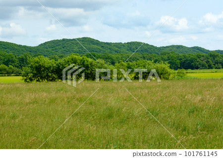 夏季的釧路平原草原 101761145