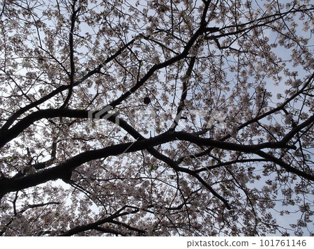 靜岡縣藤枝市 栃山川沿岸的櫻花 盛開的櫻花 春天的懷舊風景攝影 101761146