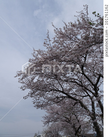 Fujieda City, Shizuoka Prefecture Cherry blossoms along the Tochiyama River Cherry blossoms in full bloom Spring nostalgic landscape photography 101761162