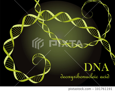 Illustration of the image of DNA (deoxyribonucleic acid) Lime yellow Illustration of the image of DNA (deoxyribonucleic acid) Lime yellow 101761191