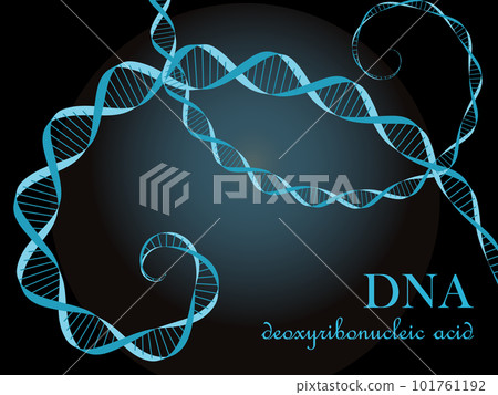 Illustration of the image of DNA (deoxyribonucleic acid) Blue Illustration of the image of DNA (deoxyribonucleic acid) Blue 101761192