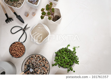 Echeveria, Aeonium and Senecio Rowley house potted Plants on a table indoors 101761357