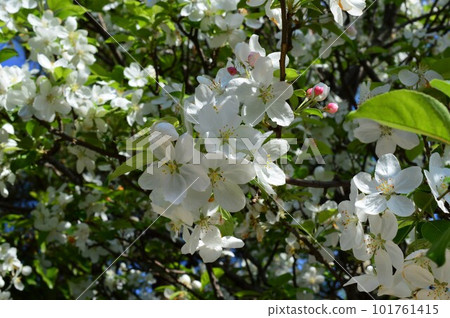 在藍天閃耀的公主蘋果花海棠、禦海堂 在藍天閃耀的公主蘋果花海棠、禦海堂 101761415