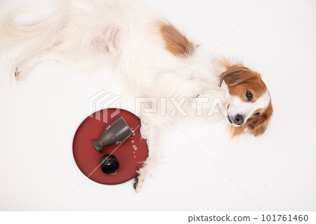 An empty drink and Kooikerhondje lying down next to it 101761460