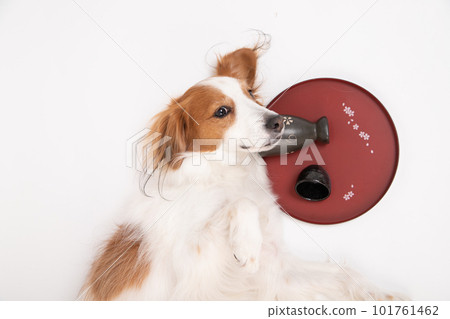 空飲料和 Kooikerhondje 躺在它旁邊 101761462