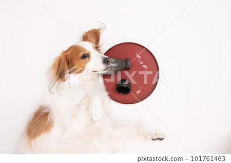 An empty drink and Kooikerhondje lying down next to it 101761463