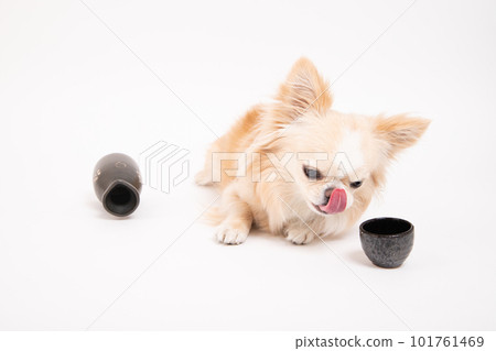 A Chihuahua nailed to a sake bowl A Chihuahua nailed to a sake bowl 101761469