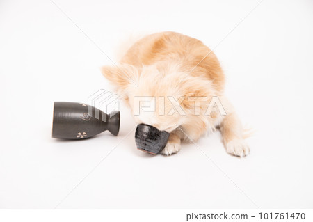 A Chihuahua nailed to a sake bowl A Chihuahua nailed to a sake bowl 101761470