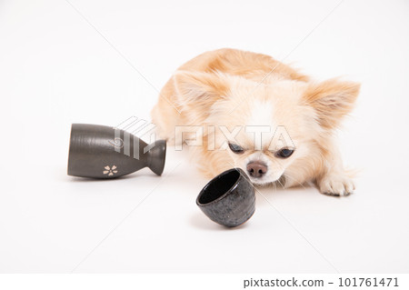 A Chihuahua nailed to a sake bowl A Chihuahua nailed to a sake bowl 101761471