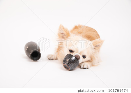 A Chihuahua nailed to a sake bowl 101761474