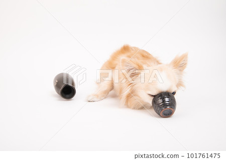 A Chihuahua nailed to a sake bowl 101761475