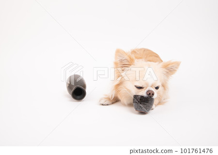 A Chihuahua nailed to a sake bowl 101761476