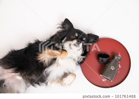 Chihuahua sleeping with a drinking vessel and stomach Chihuahua sleeping with a drinking vessel and stomach 101761488