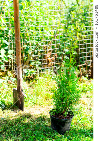 Thuja tree in pots before planting in the ground 101761489