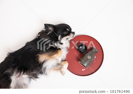 Chihuahua sleeping with a drinking vessel and stomach Chihuahua sleeping with a drinking vessel and stomach 101761490
