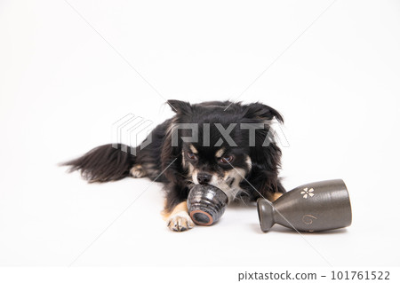 Chihuahua waiting for an empty sake cup 101761522