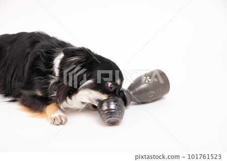 Chihuahua waiting for an empty sake cup Chihuahua waiting for an empty sake cup 101761523