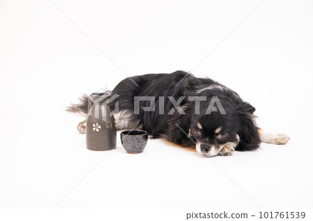 A Chihuahua begging for a drink and a second serving A Chihuahua begging for a drink and a second serving 101761539