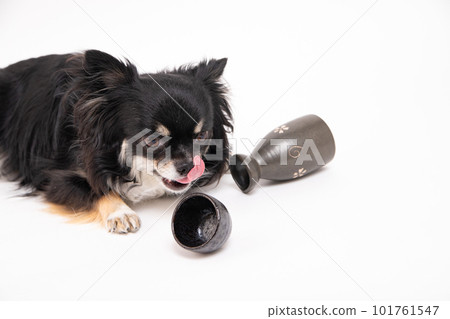 Chihuahua waiting for another refill in an empty sake cup 101761547