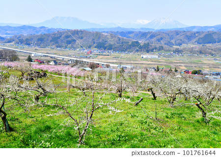 從中野市眺望飯綱山和黑姬山（長野縣中野市）[2023.4] 101761644