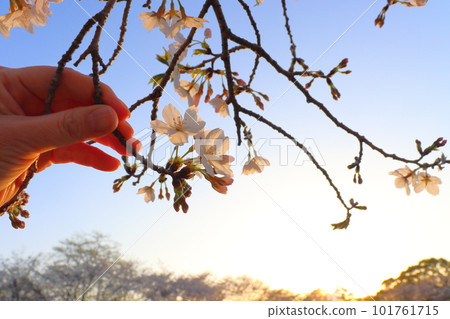 Evening sky, sunlight, cherry blossom, hand 101761715