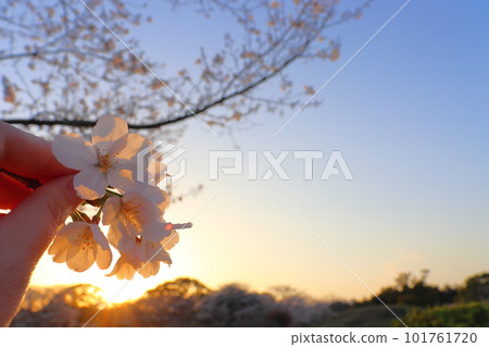 傍晚的天空，陽光，櫻花，手 101761720