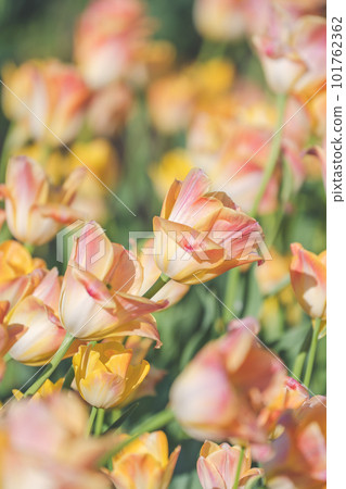 Tulip Foxy Fox Toronto Apricot Beauty 101762362