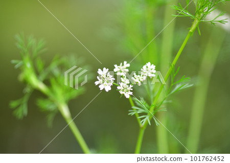 香菜花 香菜花 101762452
