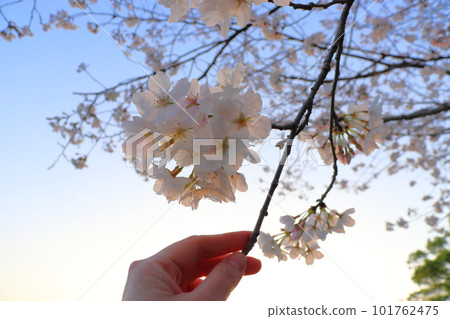 黃昏的天空，櫻花，花，手，藍天 101762475