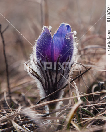 Pulsatilla halleri or pulsatilla taurica flowers in Crimea 101762523