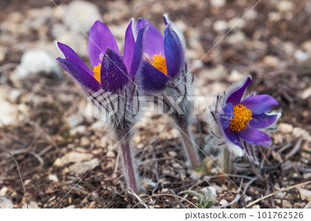 First spring flowers Pulsatilla halleri or pulsatilla taurica in nature 101762526