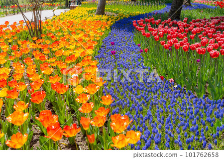 [Flower material] A field of tulips [Nagano Prefecture] 101762658