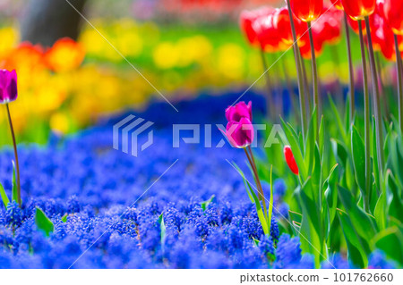 [Flower material] A field of tulips [Nagano Prefecture] 101762660