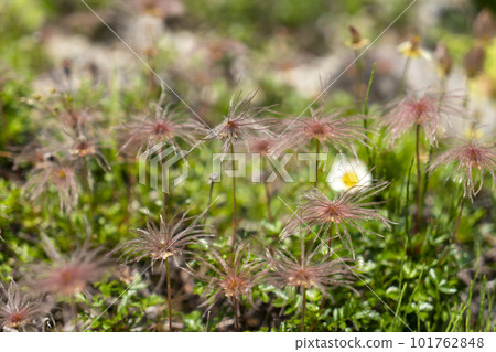 chinguruma flower and fluff chinguruma flower and fluff 101762848