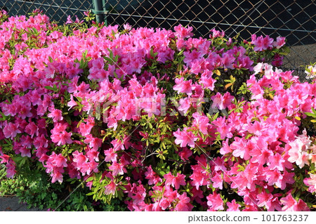 Japanese Azalea, Tsutsuji, mixed colored flowering bushes in Tokyo Japan 101763237