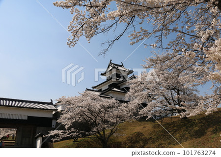 Shirakawa Komine Castle, a famous cherry blossom spot that became the stage of the Boshin War 101763274