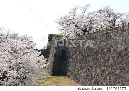 Shirakawa Komine Castle, a famous cherry blossom spot that became the stage of the Boshin War Shirakawa Komine Castle, a famous cherry blossom spot that became the stage of the Boshin War 101763275