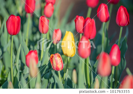 A yellow tulip mixed with a red tulip A yellow tulip mixed with a red tulip 101763355