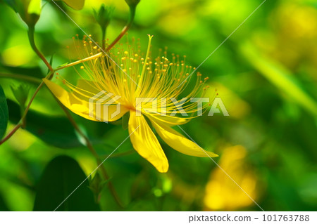 Biyouyanagi Biyouyanagi 101763788