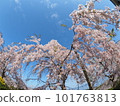 德島縣鳴門市花見山的櫻花 101763813
