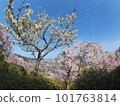 德島縣鳴門市花見山的櫻花 101763814