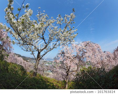 德島縣鳴門市花見山的櫻花 德島縣鳴門市花見山的櫻花 101763814