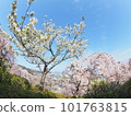 德島縣鳴門市花見山的櫻花 101763815
