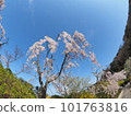 德島縣鳴門市花見山的櫻花 101763816