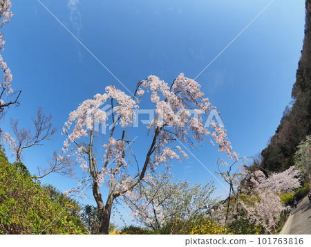 德島縣鳴門市花見山的櫻花 101763816